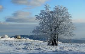 Les sommets vosgiens sont engourdis par les températures négatives et se recouvrent des premiers flocons de neige. Vosges Un Hiver Dans La Bresse