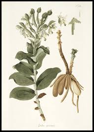 Image result for Bonatea pulchella