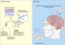 Image result for Olfactory Training