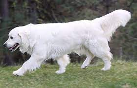 English Cream Golden Retriever Puppies Female Puppy Puppies Golden Retriever Puppies Seattle Spokane Retriever Puppy Dog Training Dogs Golden Retriever