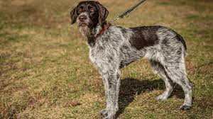 Image result for maďarský ohař drátosrstý