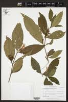 Image result for Justicia anselliana