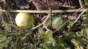 Image result for Cucumis myriocarpus