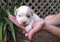 I was born february 22nd and i will be ready for my forever family on april 19th! Cavapoo Puppies For Sale In Raleigh North Carolina Classified Americanlisted Com