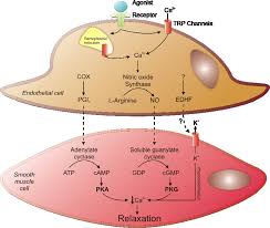 Have you ever noticed a feeling of discomfort after a large meal? Sensors Free Full Text Oxidant Sensing By Protein Kinases A And G Enables Integration Of Cell Redox State With Phosphoregulation Html
