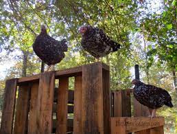 Chicken manure is one of the most beneficial types of manure you can add to the garden. What Is The Best Manure For Gardens Countryside