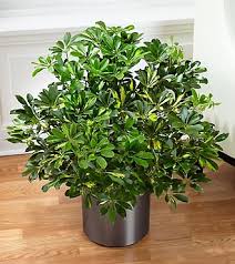Image result for Schefflera