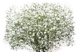 Rosenerds Website Products Babybreath Jpg 1 200 800 Pixel Babys Breath Wedding Flowers Diy Wedding Flowers