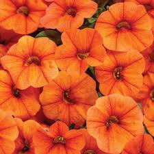 Image result for calibrachoa million bells