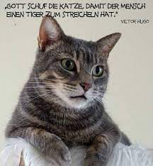unsere 10 beliebtesten zitate uber katzen schnurrinchen zitate uber katzen katzen zitate katzen