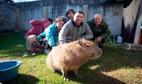 You thought the beaver was a rodent of unusual size? La Dramatica Historia Del Carpincho Pancho