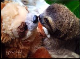 Yuko Ishizaki Adli Kullanicinin Sloths Panosundaki Pin