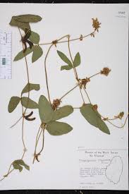 Image result for Calopogonium mucunoides