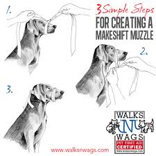 How To Create An Emergency Makeshift Muzzle Dog Muzzle Diy Dog Stuff Dogs