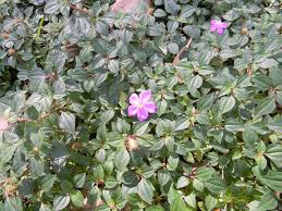 Image result for Heterotis rotundifolia