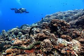 Sebelumnya diberitakan, pesawat sriwijaya air hilang kontak saat terbang dari bandara. Semua Pulau Wisata Di Kepulauan Seribu Sudah Buka Kembali Halaman All Kompas Com