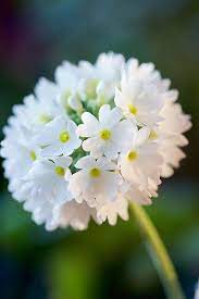 32980 Beautiful Flowers Flower Tower Flowers Nature
