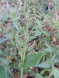 Image result for Coelachyrum