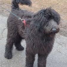 Check spelling or type a new query. Shepadoodle German Shepherd Poodle Mix Info Puppies Pictures German Shepherd Poodle Mix Dog Eyes Poodle Mix