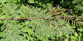 Image result for Mimosa pigra
