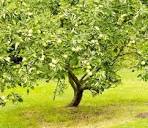 Granny Smith Apple Tree - Forestry.com