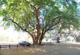 Image result for Xanthocercis zambesiaca