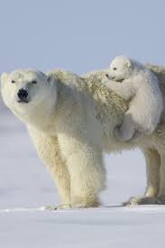This Was Reblogged From Eqiunox Baby Polar Bears Polar Bear Animals Wild
