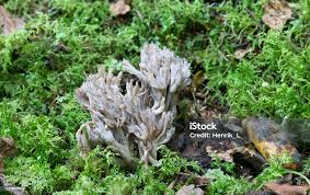 Image result for Clavulina cinerea