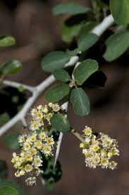 This is one of the most commonly used california native plants. Ceanothus Cordulatus Wikipedia
