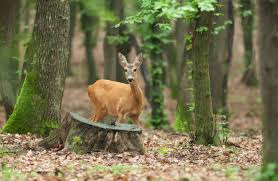 Caprioara In Padure Animals Kangaroo