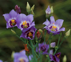 Image result for eustoma maurine