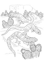 Select from 35870 printable crafts of cartoons, nature, animals, bible and many more. Gecko Coloring Pages Books 100 Free And Printable