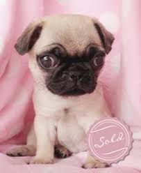 Teacup puppies for sale in panama city florida. Pug Puppies For Sale At Teacups Puppies In South Florida Pug Puppies Baby Pugs Baby Pugs For Sale