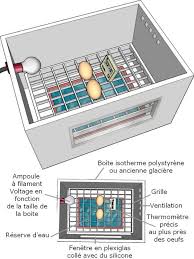 Incubation Artificielle Des œufs De Poules Et Volailles Poulets De Basse Cour Couveuse Poule Couveuse Poussin