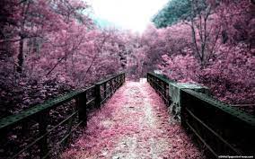 Japan Cherry Blossoms Bridge Free Hd Wallpaper Hd Nature Wallpapers Landscape Picture