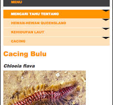 Look through examples of ulat bulu translation in sentences, listen to pronunciation and learn grammar. Klarifikasi Golden Fireworm Chloeia Flava Turnbackhoax Id