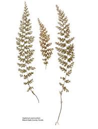 Image result for Asplenium smedsii