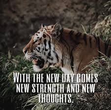 Tiger Motivational Quotes On Instagram Do You Agree Follow Tigerdailymotivation For More F Motivational Quotes Tiger Motivation