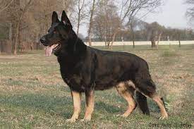 We did not find results for: 13 East Europe Shepherd Dog Ideas Shepherd Dog Shepherd German Shepherd