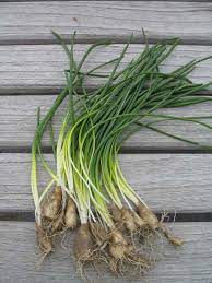 Check spelling or type a new query. Wild Garlic And Wild Onion