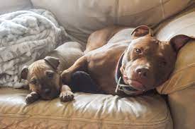 pitbull yavrusu bakiminda davranis ve beslenme ile ilgili bilinmesi gerekenler