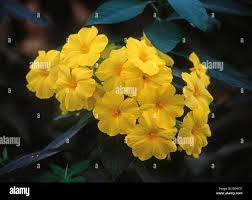 Image result for Reinwardtia indica