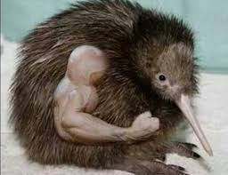 A Kiwi With Freakin Muscles How Adorable Funny Bird Pictures Funny Birds Funny Pictures