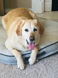 Our Gracie Mae Looking at how beautiful she is