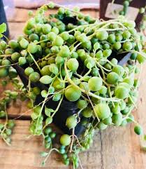 It has been underwatered, overwatered and. String Of Pearls Plant Dying Causes And Solutions Smart Garden Guide
