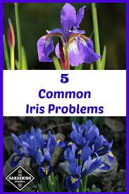 Iris Flowers Are Typically Easy To Grow Choices For The Flower Garden But Here Are Five Common Diseases Irises Flower Garden Care Growing Irises Iris Flowers