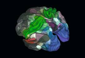 A regional atlas of the human body is sobotta, j. Gifting The Art Of Anatomy Brain Map Art Phaidon