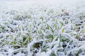 Drag a rake over the lawn to break up soil clumps and cover the seeds a bit. Winter Lawn Care Protect Your Lawn This Winter Swazy Alexander Landscaping