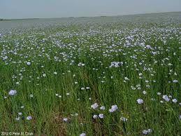 Image result for Linum usitatissimum