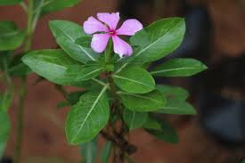 Image result for Callichilia orientalis